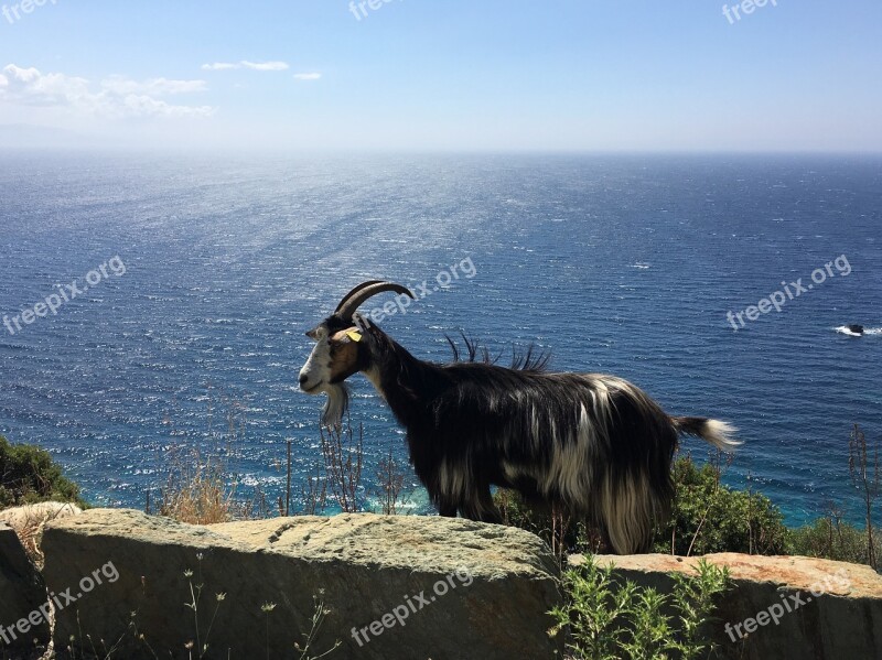 Goat Mountain Goat Sea Roadside Island