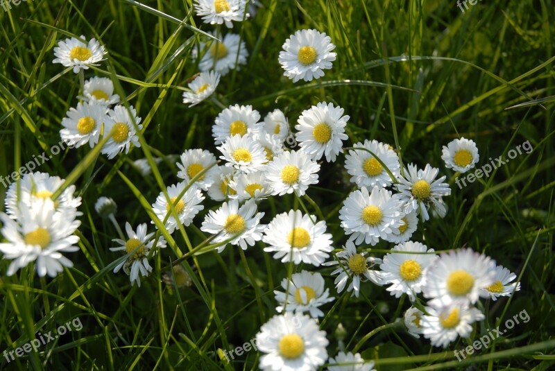 Daisy Blossom Bloom White Flower