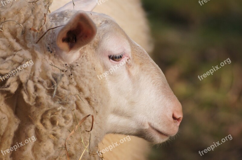 Sheep Animal Wool Farm Fur