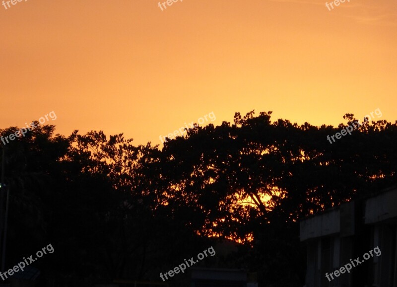 Tree Tops Evening Sunset Landscape Sky