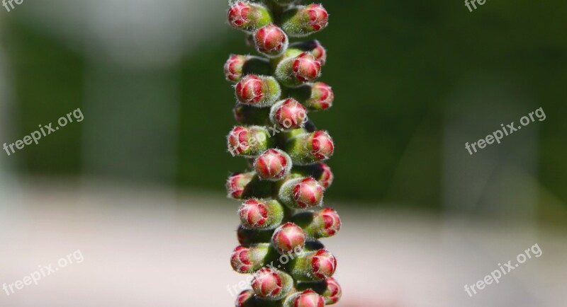 Flower Buds Nature Bud Flora Flower