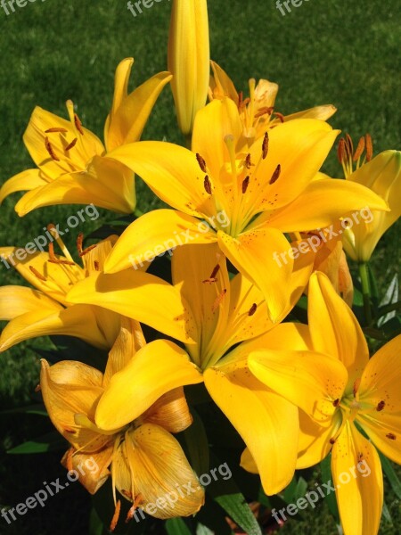 Yellow Lilium Flower Spring Lilly