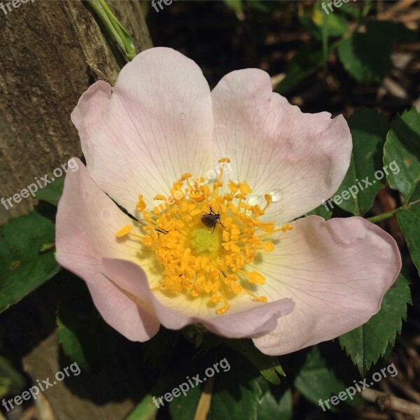 Dog-rose Wild Rose Rosa Canina Light Pink Petals