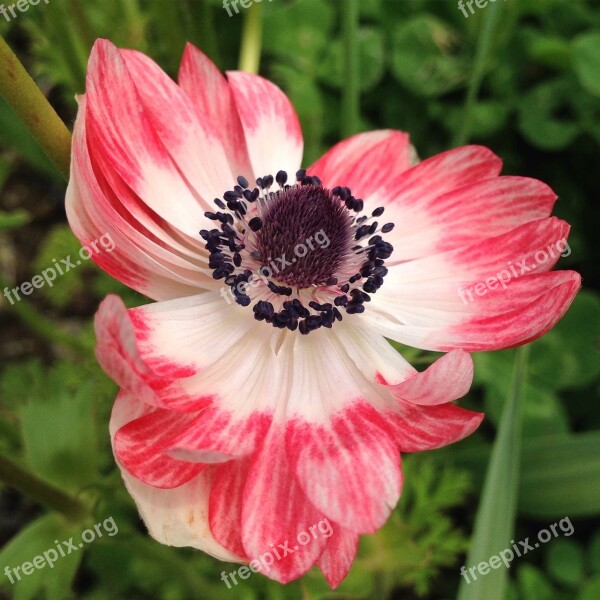 Anemone Flower Spring Pink Petals