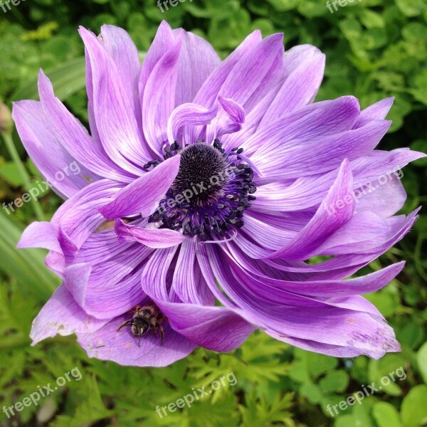 Anemone Flower Spring Purple Petals