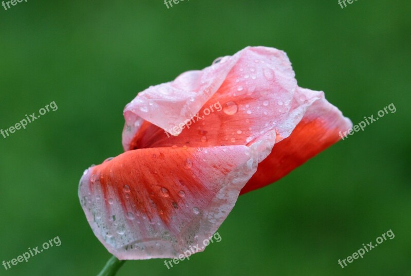 Poppy Papaver Rhoeas Klatschmohn Poppy Flower White Border