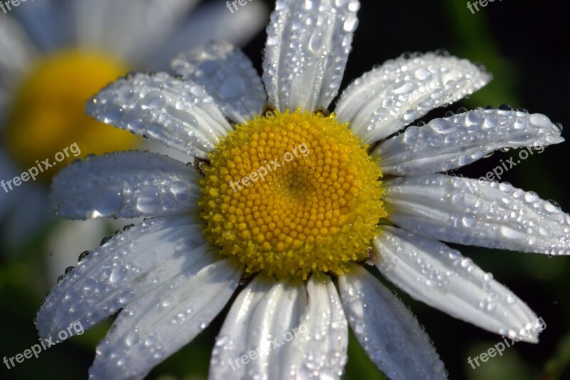 Daisies Leucanthemum Maximum Flowers Blossom Bloom