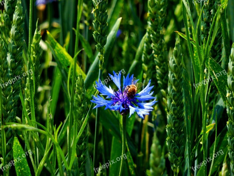 Cornflower Edge Of Field Insect Macro Wasps