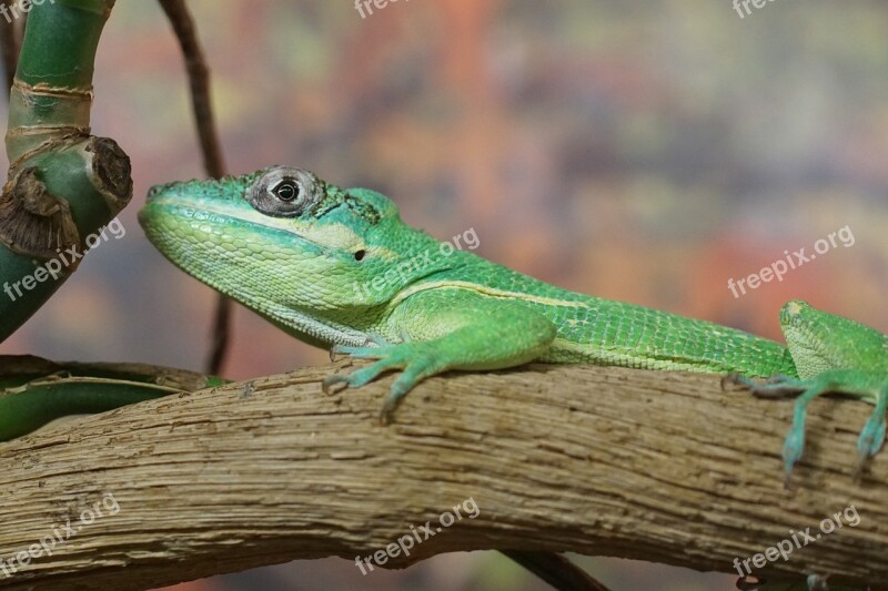 Ritteranolis Lizard Schuppenkriechtier Iguana-like Reptile