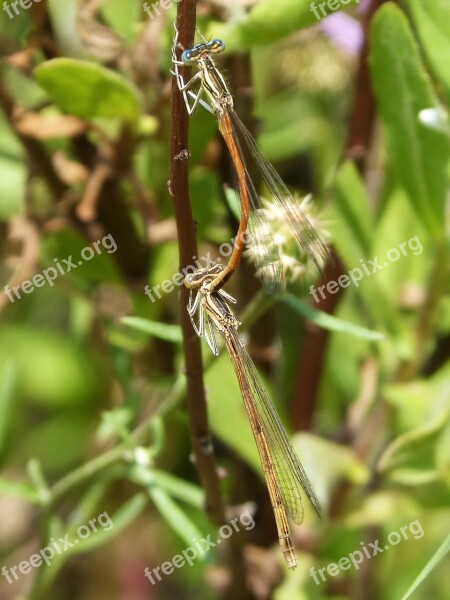 Dragonflies Reproduction Copulation Flying Insects Mating