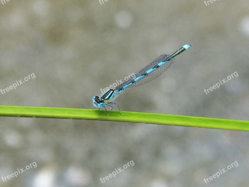 Dragonfly Blue Dragonfly Wetland Leaf Flying Insect