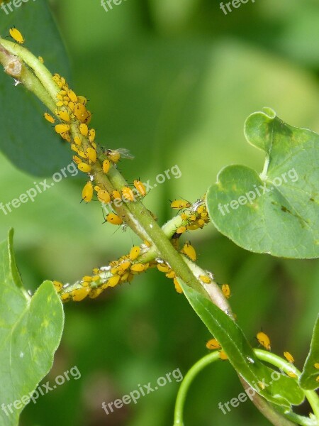 Aphids Plague Plants Infested Insects In Plant