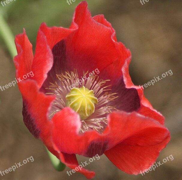 Red Flower Yellow Garden Bloom