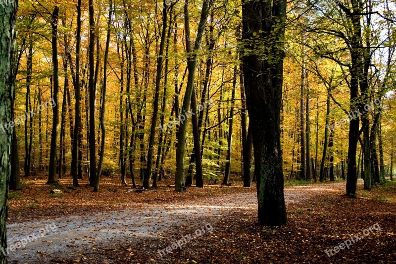 Autumn Color Colorful Leaves Autumn Forest Fall Color