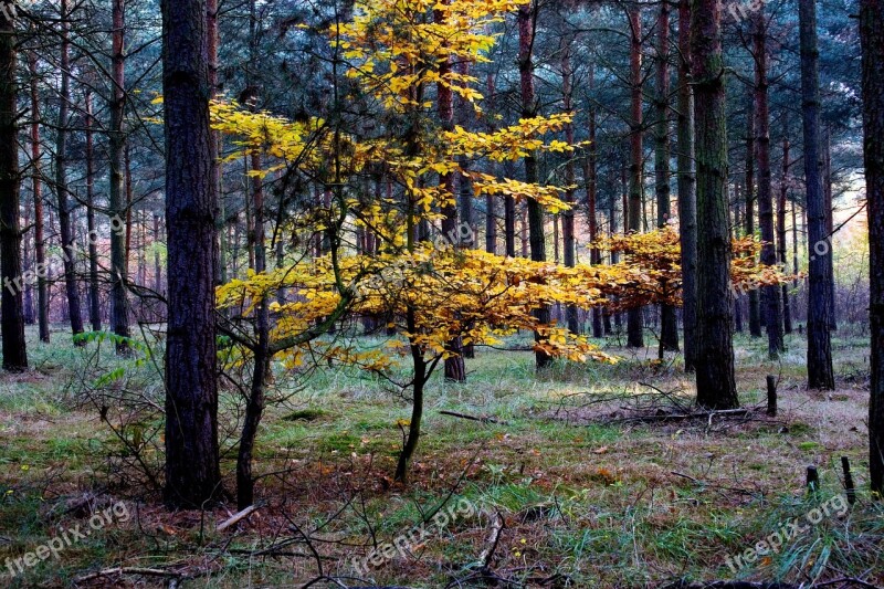 Autumn Color Colorful Leaves Autumn Forest Fall Color