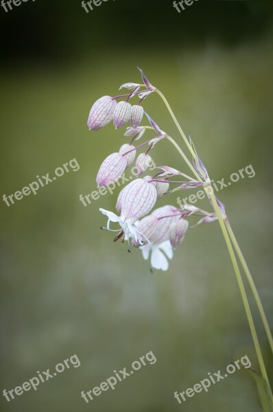 Ordinary Gossip Carnation Silene Vulgaris Flower Plant Pointed Flower