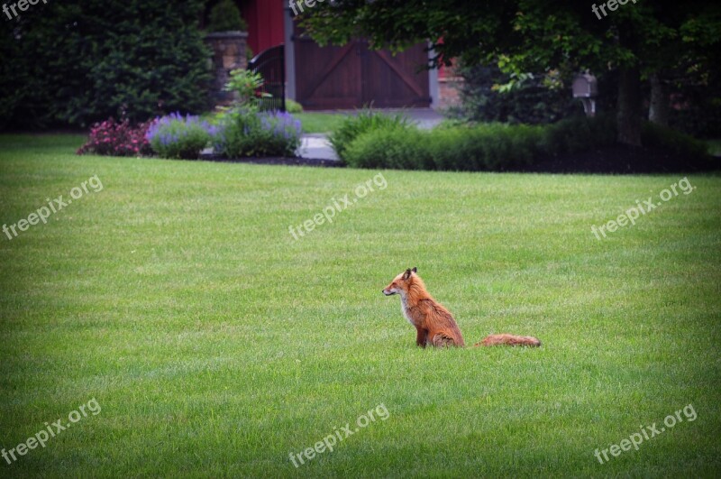 Fox Wildlife Grass Carnivore Predator