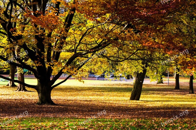 Autumn Color Colorful Leaves Autumn Forest Fall Color