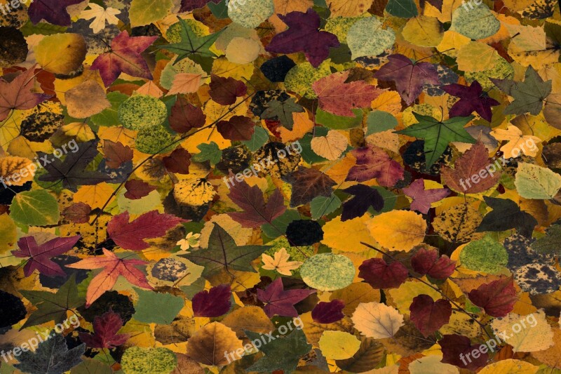 Leaves Colorful Dry Leaves Composition Background