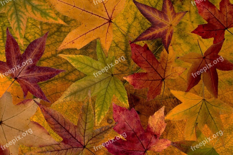 Leaves Colorful Dry Leaves Composition Background