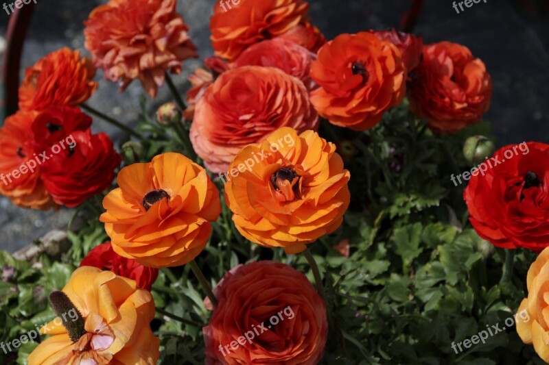 Ranunkeln Flowers Red Orange Colorful