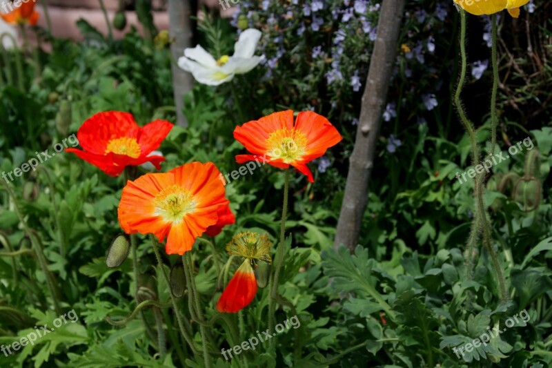 Flowers Poppy Orange Red Poppy Flower