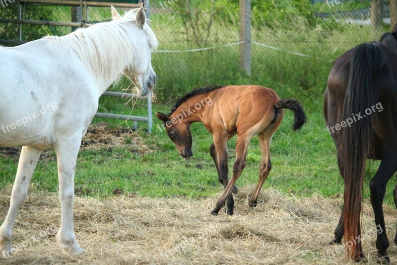 Horse Foal Suckling Brown Mold Mold