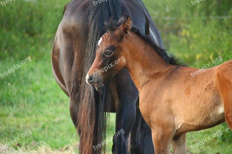 Horse Foal Suckling Brown Mold Thoroughbred Arabian