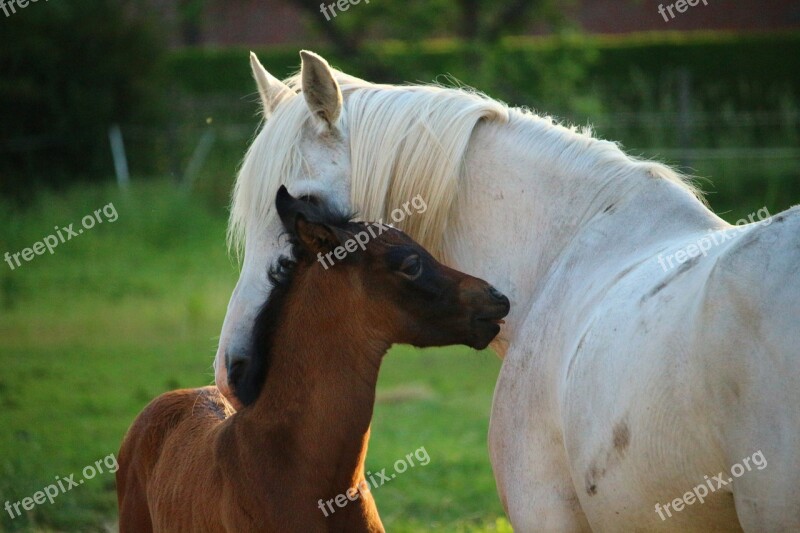 Horse Foal Suckling Stallion Mold