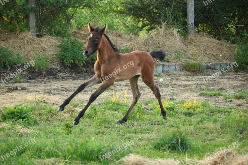 Horse Foal Suckling Brown Mold Thoroughbred Arabian