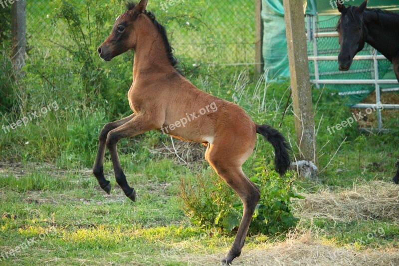 Horse Foal Suckling Brown Mold Thoroughbred Arabian