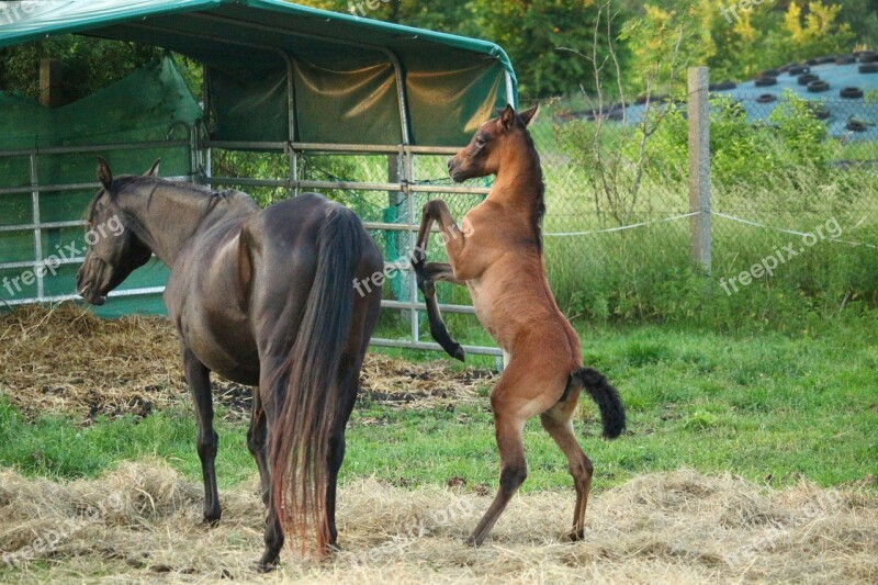 Horse Foal Suckling Brown Mold Rap