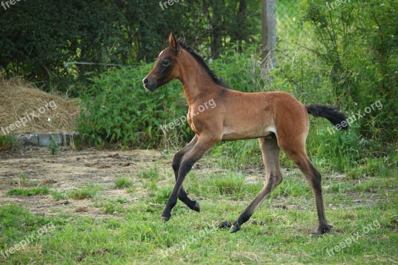 Horse Foal Suckling Brown Mold Thoroughbred Arabian