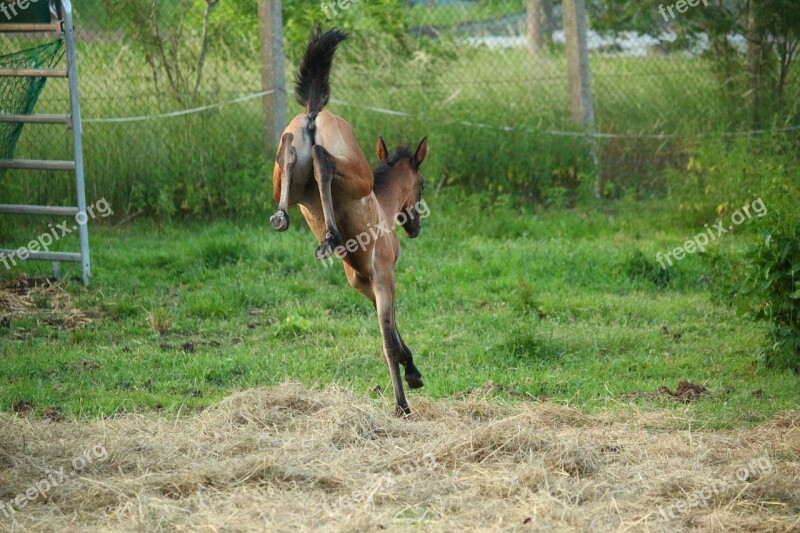 Horse Foal Suckling Brown Mold Thoroughbred Arabian