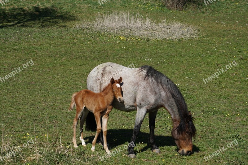 Foal Mare Mare And Foal Pasture Mare With Foal