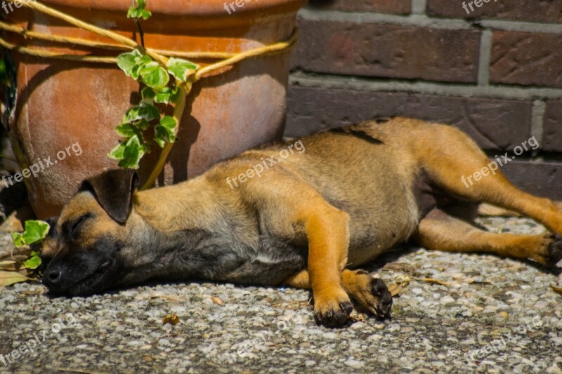 Dog Tired Sleep Animal Rest