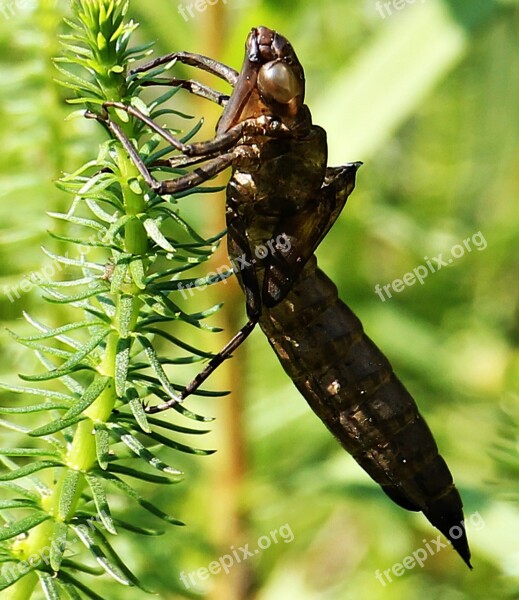 Dragonfly Dragonfly Cocoon Cocoon Dragonfly In The Cocoon Nature