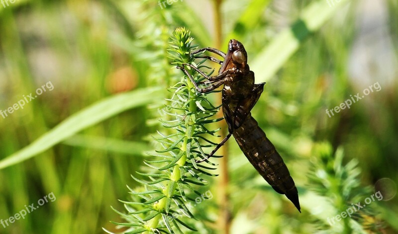 Dragonfly Dragonfly Cocoon Cocoon Dragonfly In The Cocoon Nature