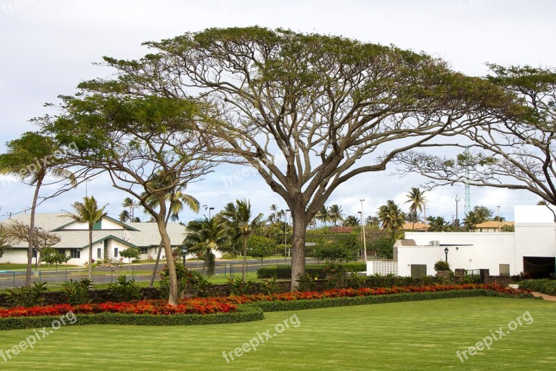 Hawaii Oahu Garden Canopy Tree