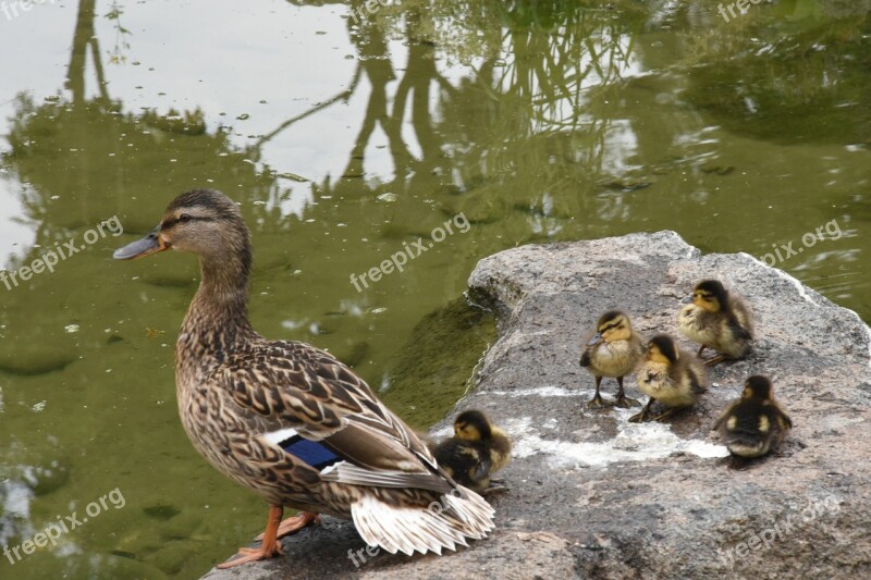 Duck Family Nature Park Namsan