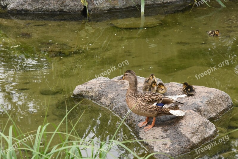 Duck Family Nature Park Namsan