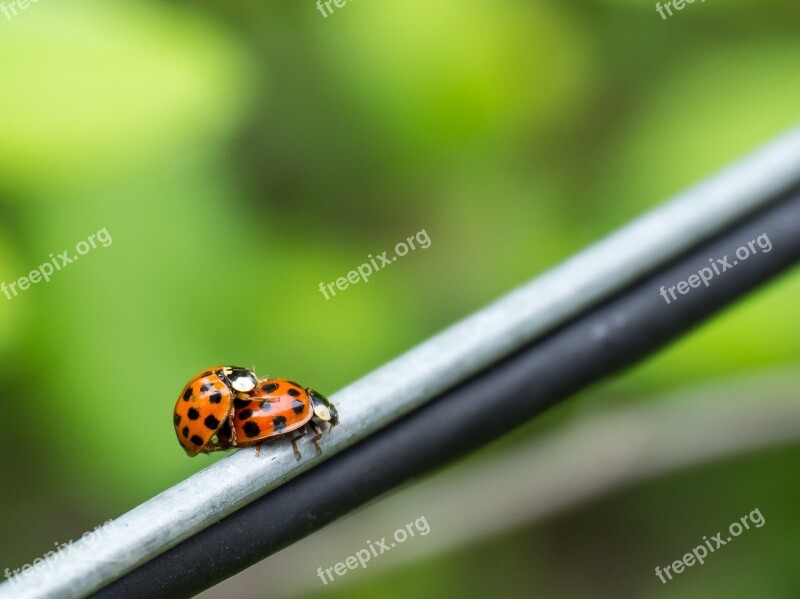 Bugs Couple Ladybug Insect Red