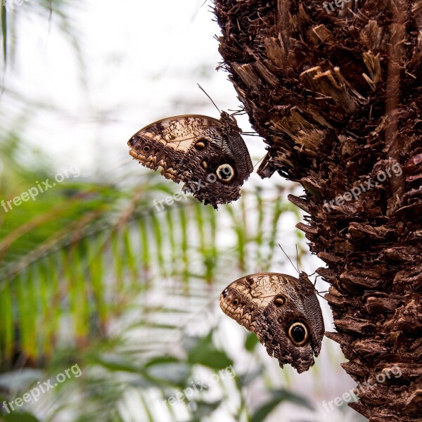 Butterfly Couple Insect Animal Fauna