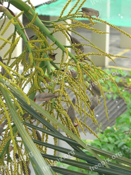 Bird Bunch Nature Palm Tree Brazil