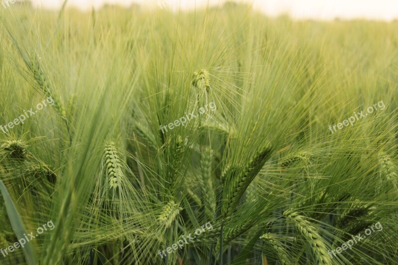 Wheat Field Agriculture Cereals Nature