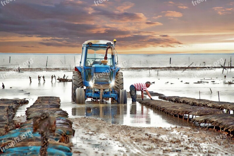 Oysters Work Shells Tide Sea