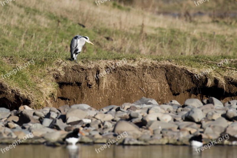 Heron Fishing Bird Wildlife Nature