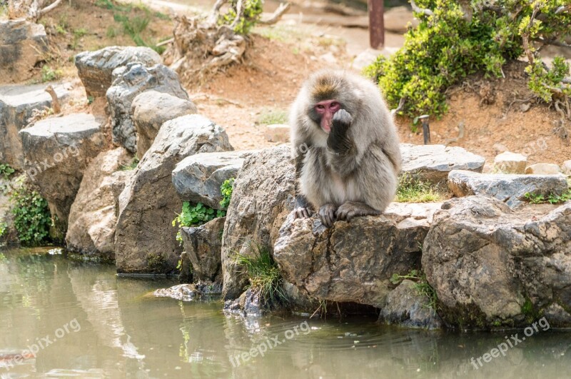 Arashiyama Japan Monkey Park Monkey Kyoto