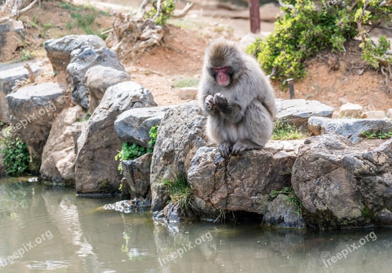 Arashiyama Japan Monkey Park Monkey Kyoto