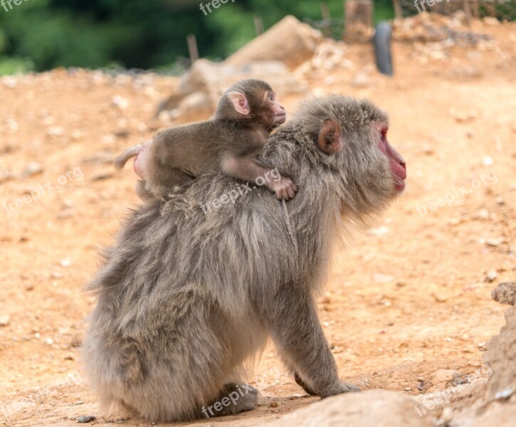 Arashiyama Japan Monkey Park Monkeys Mother